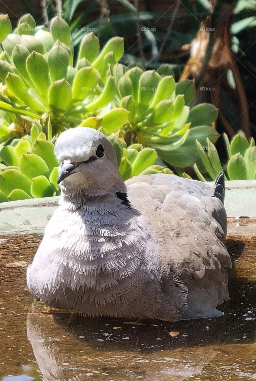 Pigeon relaxing on a hot day.