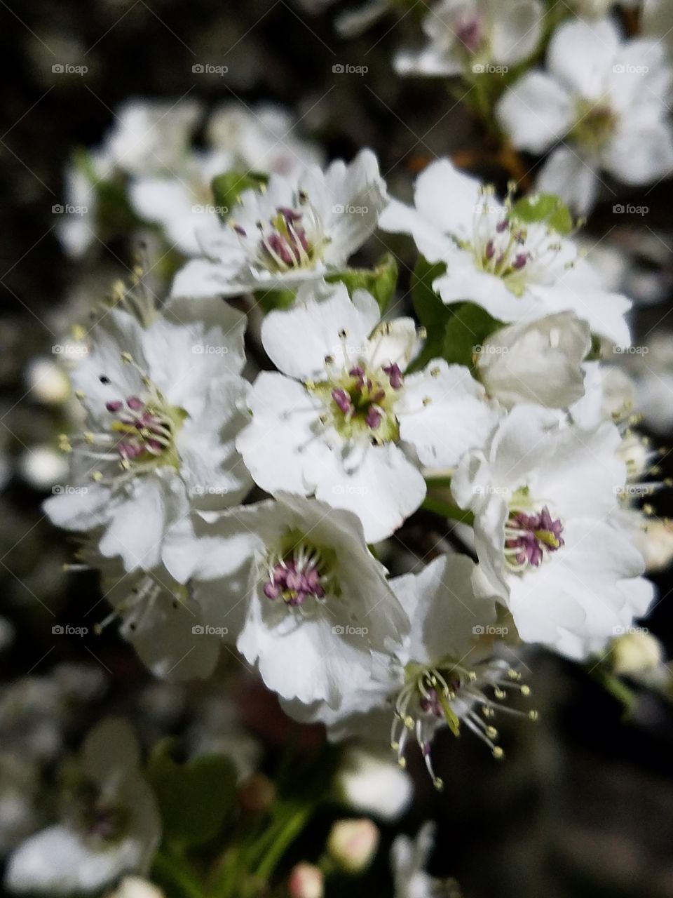 Night Bloom