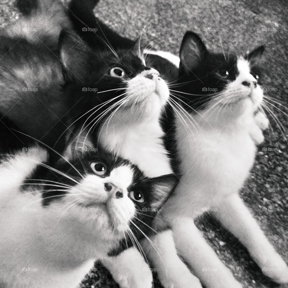 my pets in black and white