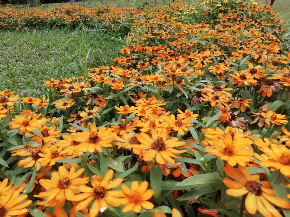 One thing you always  go crazy about #flowers