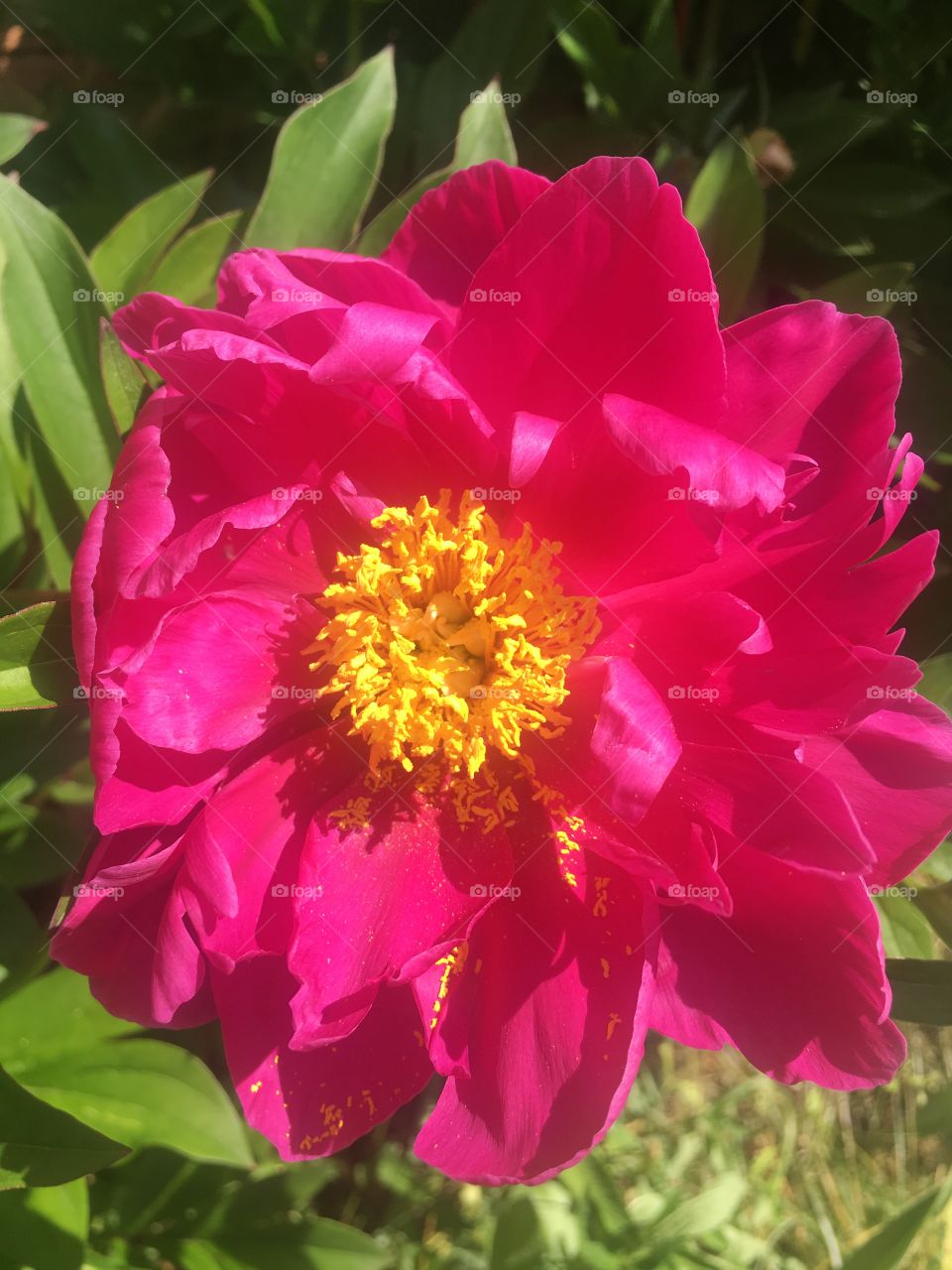 Beautiful pink peony 