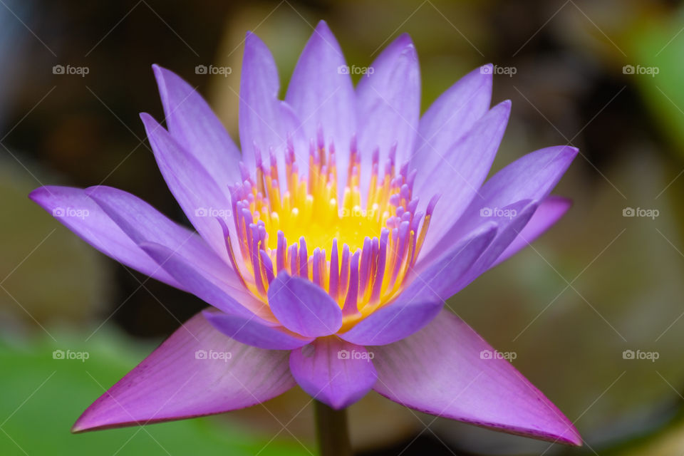 A purple lily with beautiful shaped petals