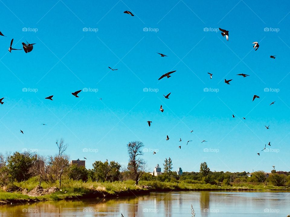 Swallows in flight 