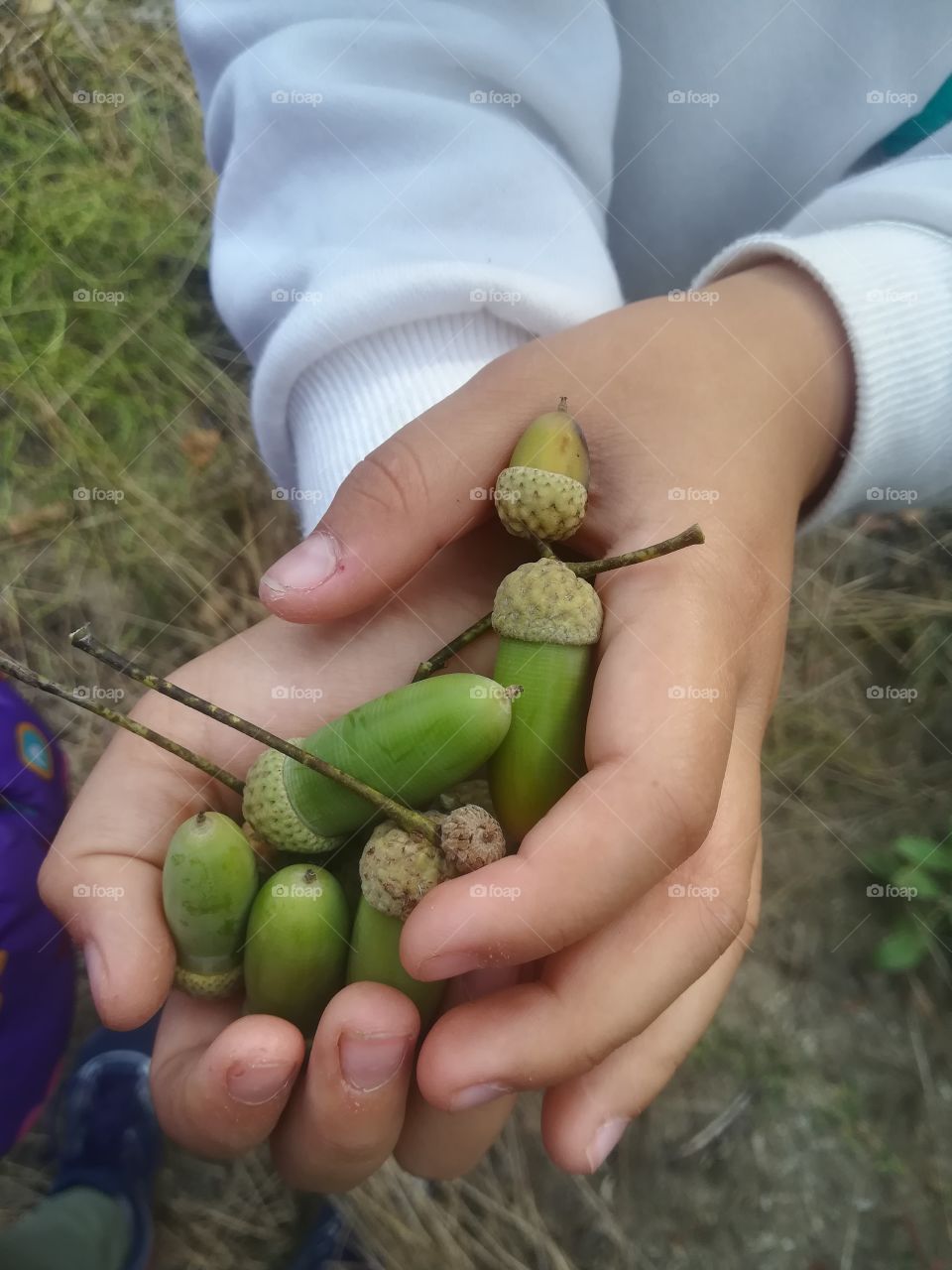 Gifts from forest