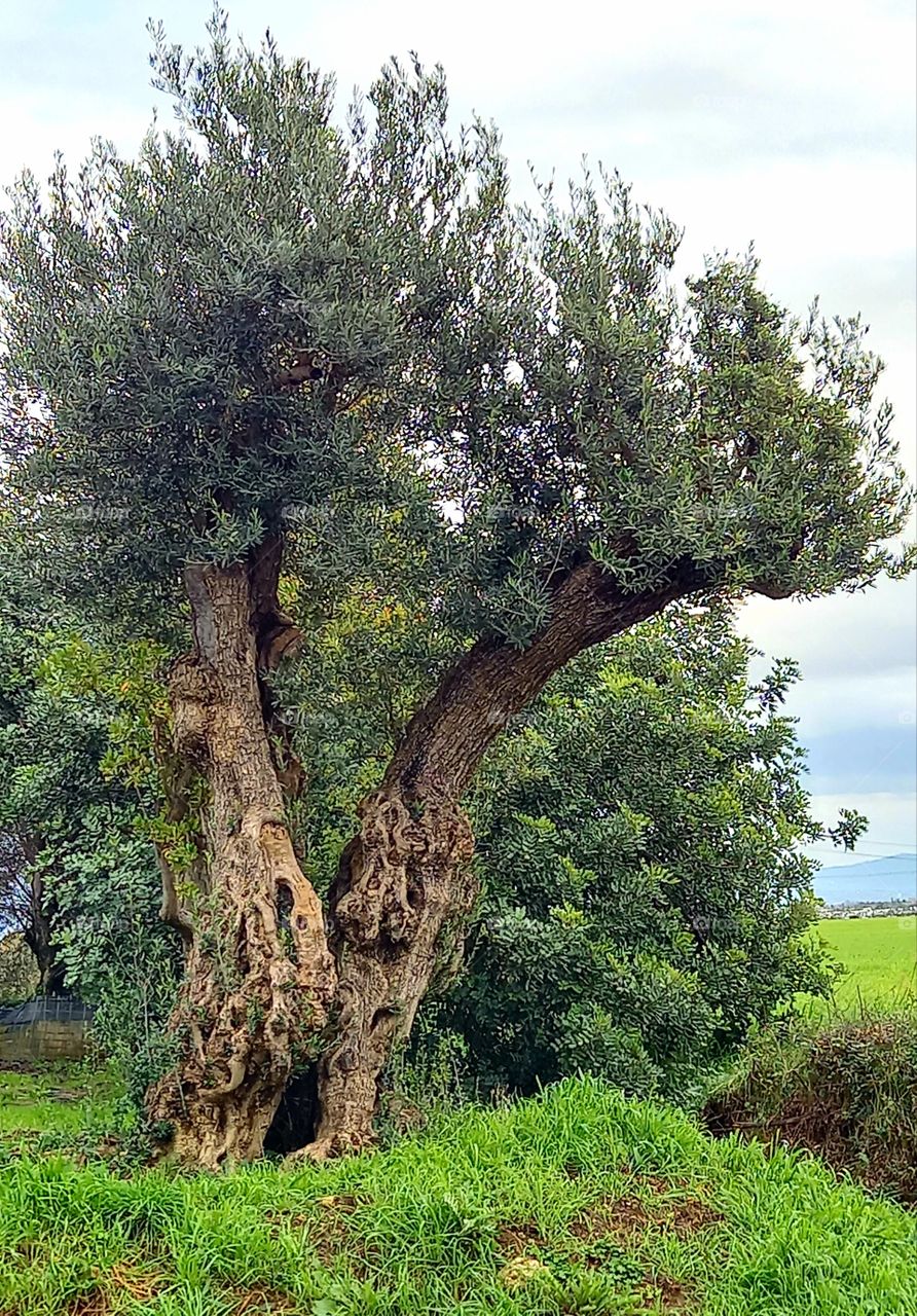 old olive tree