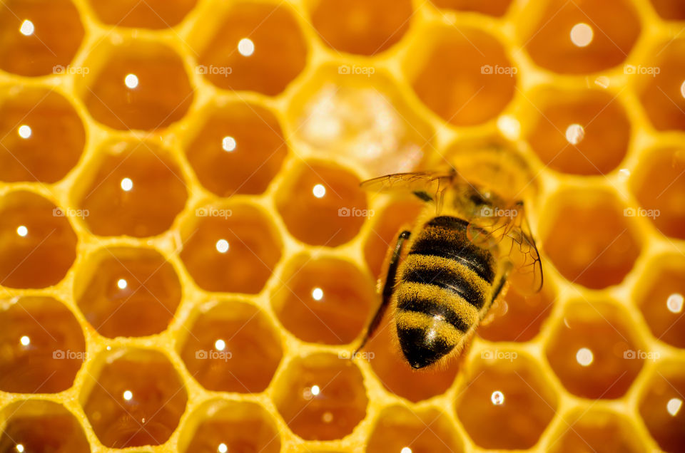 Honeycomb with bee