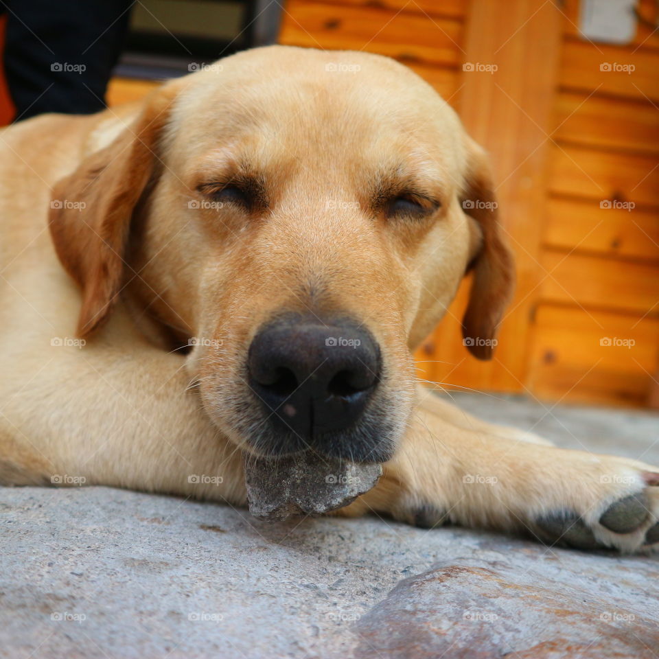 dog playing a rock