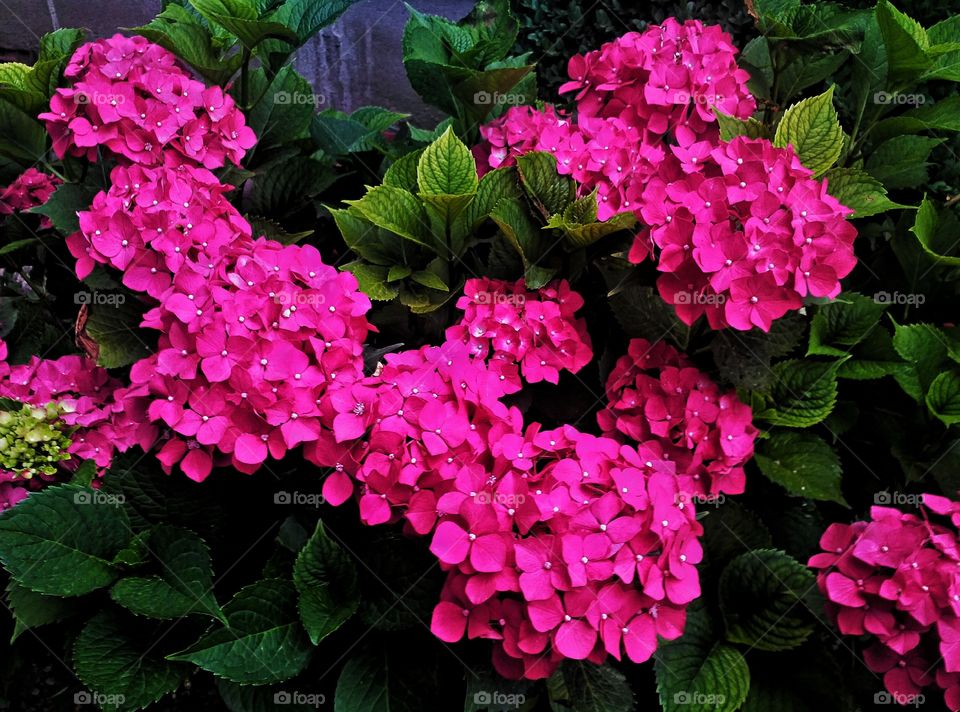 Pink flowers blooming