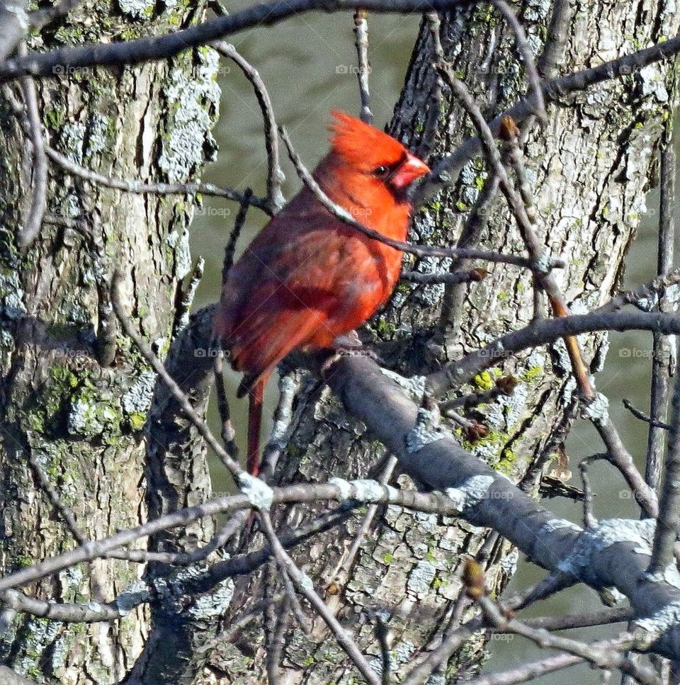 Cardinal