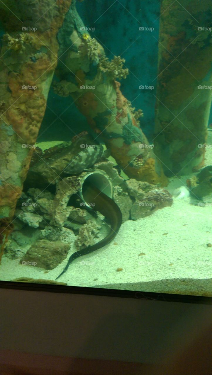 Underwater, Fish, Water, No Person, Invertebrate