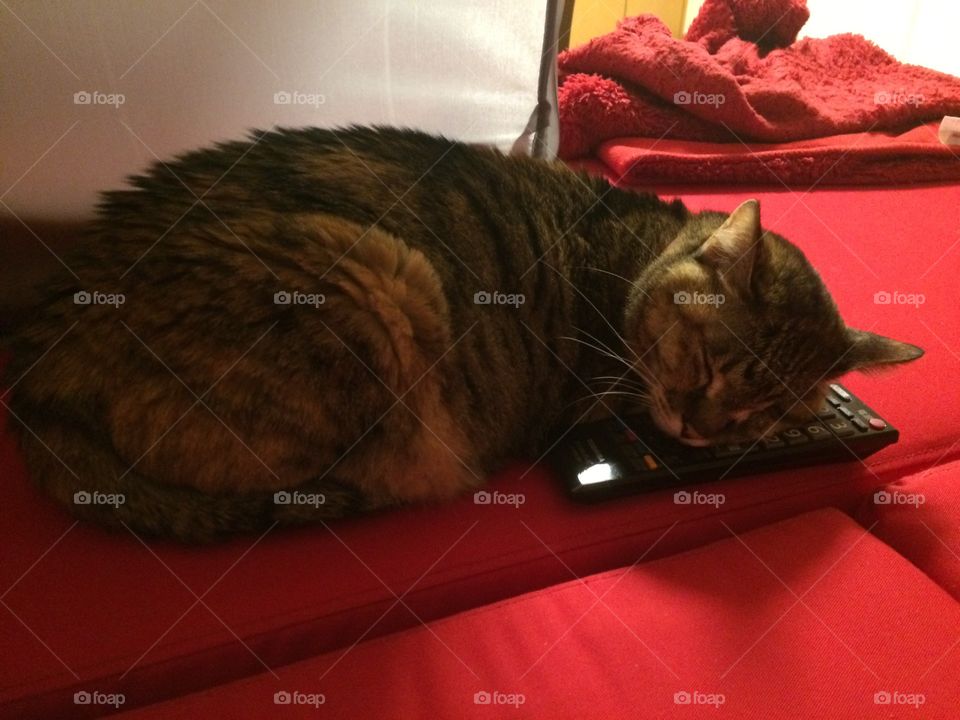 Sleeping Cat on a remote