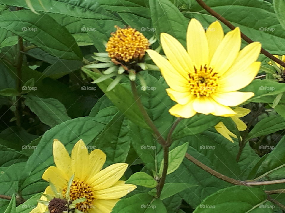 No Person, Nature, Summer, Leaf, Flower