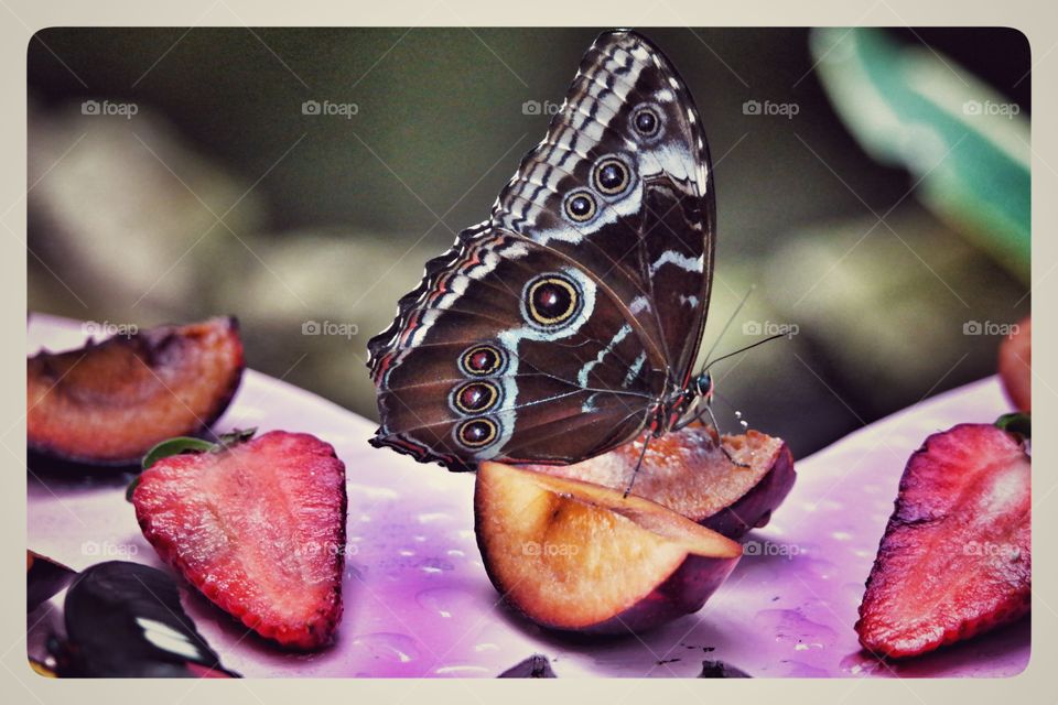 Butterfly in a fruit