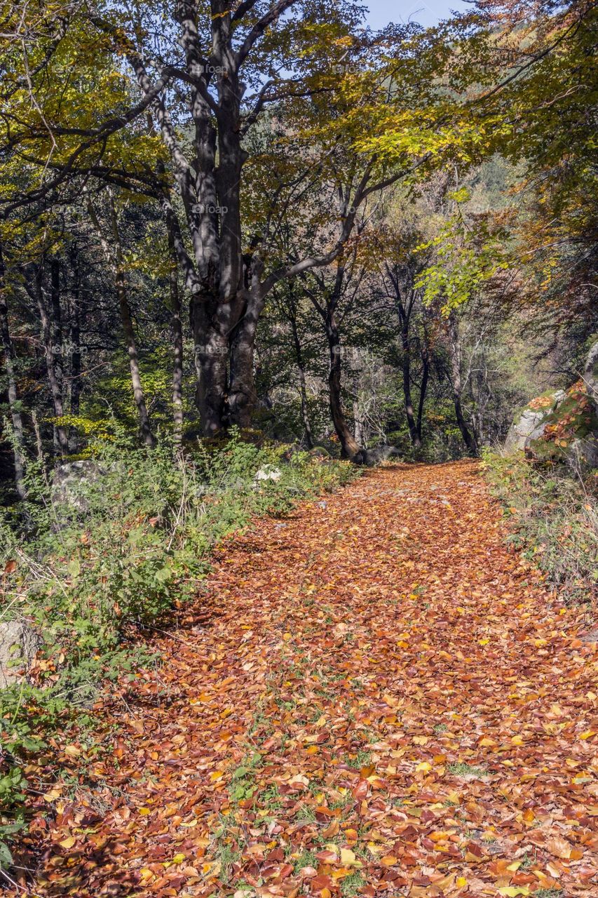 Path in the forest covered with autumn leaves