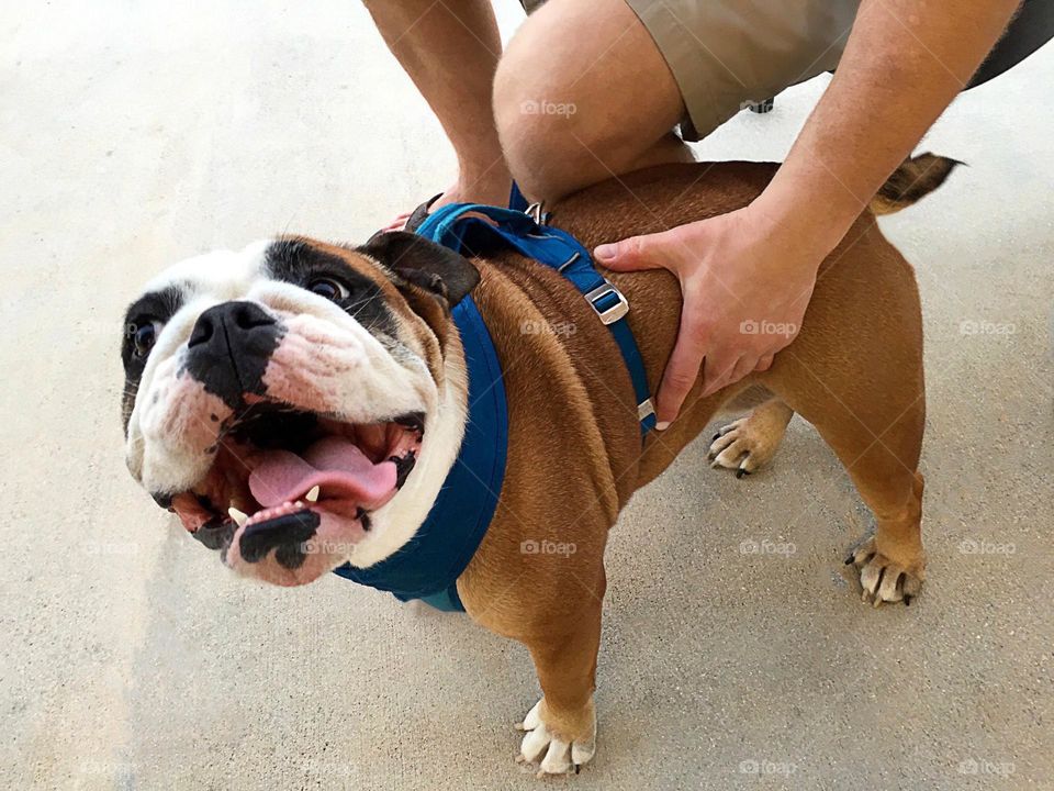 Man sharing a loving hug with his Bulldog.