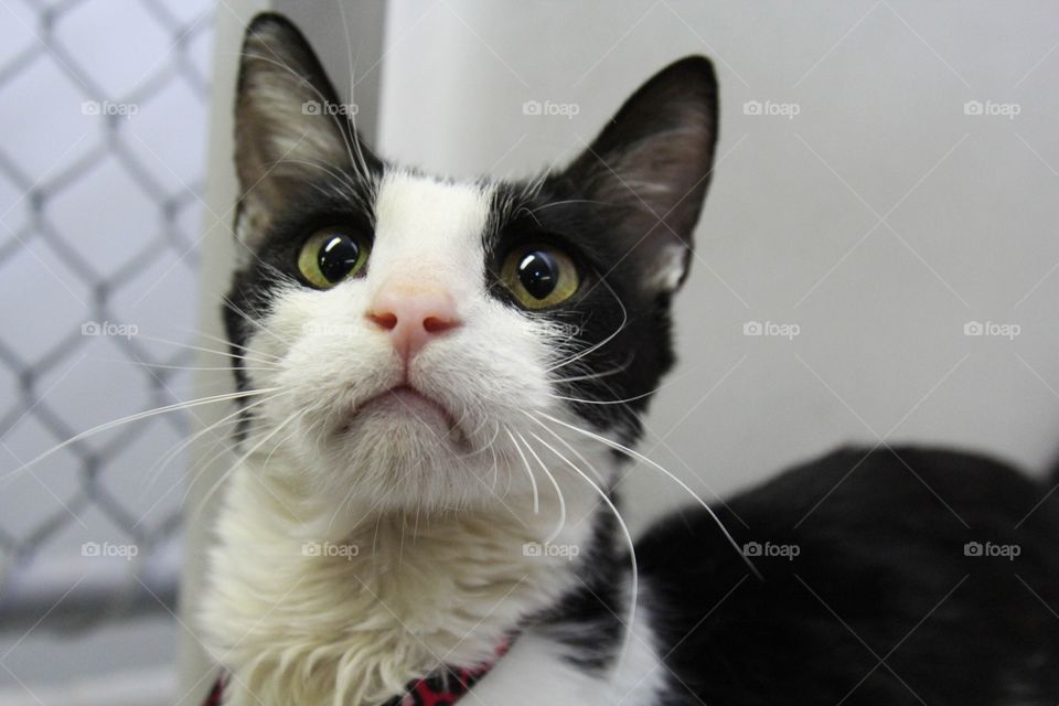 Portrait, Cat, Cute, Animal, Eye