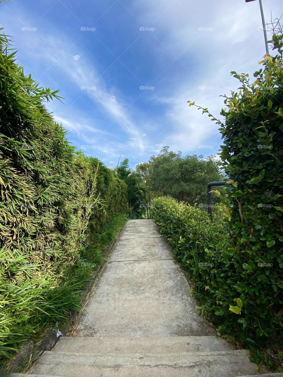 Path to the garden