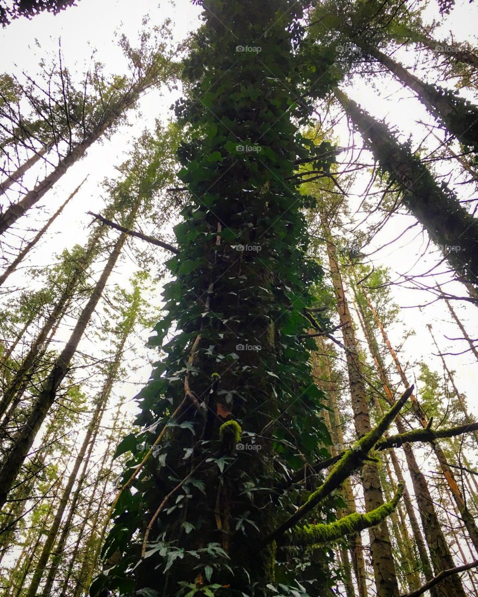 Vines going up a tree