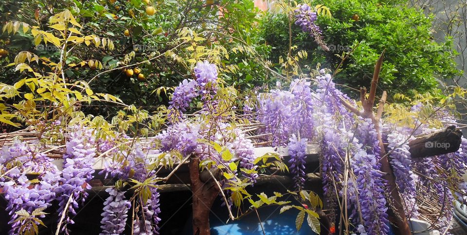Purple Flower on Spring