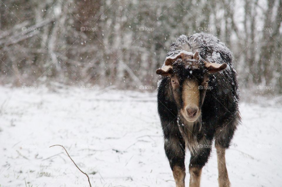 Goat in snow