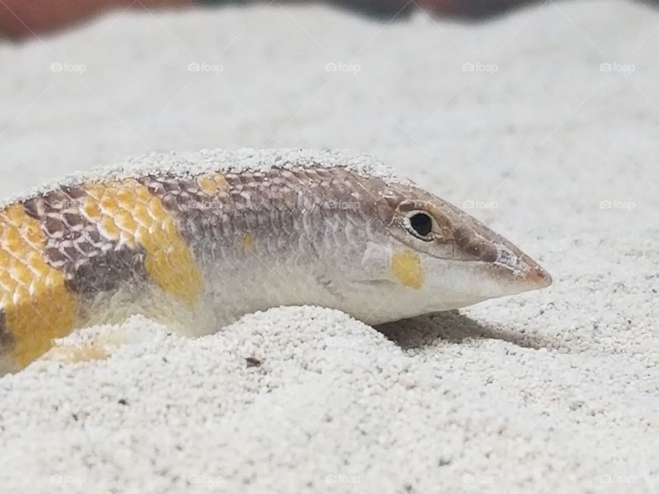 sand fish skink