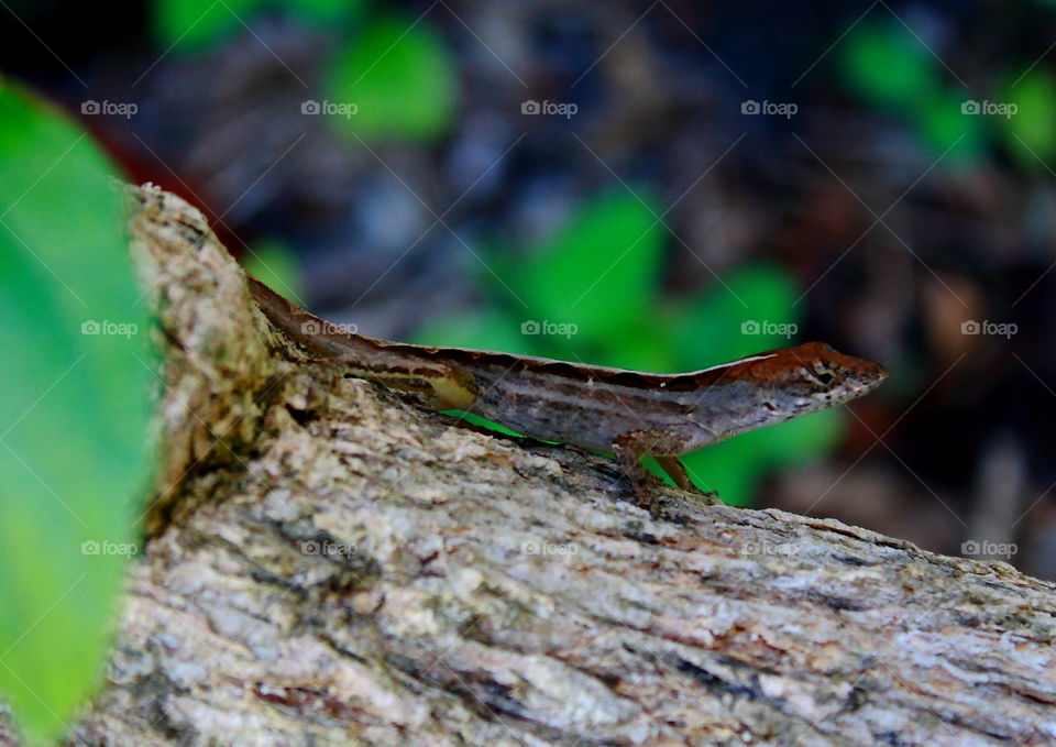 lizard on a branch