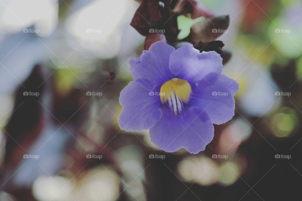 A single purple flower