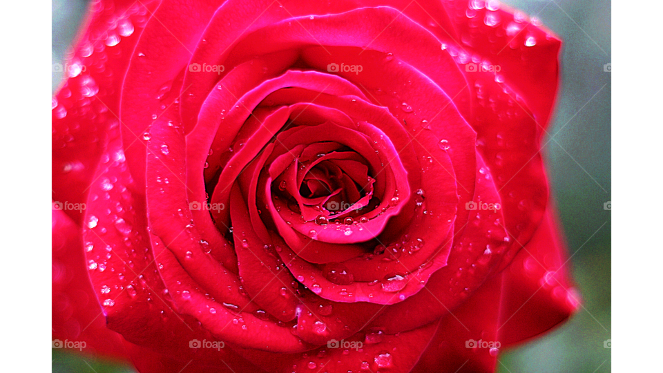 Red Rose!
