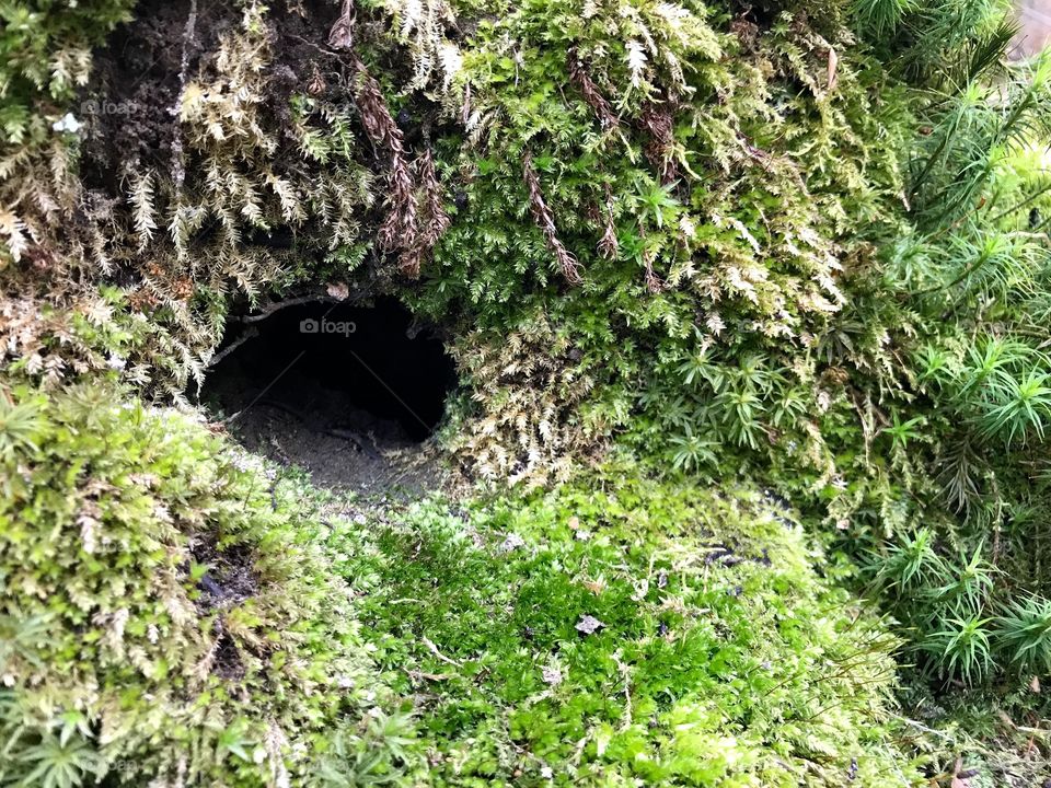 Mouse Hole Dägimoos 