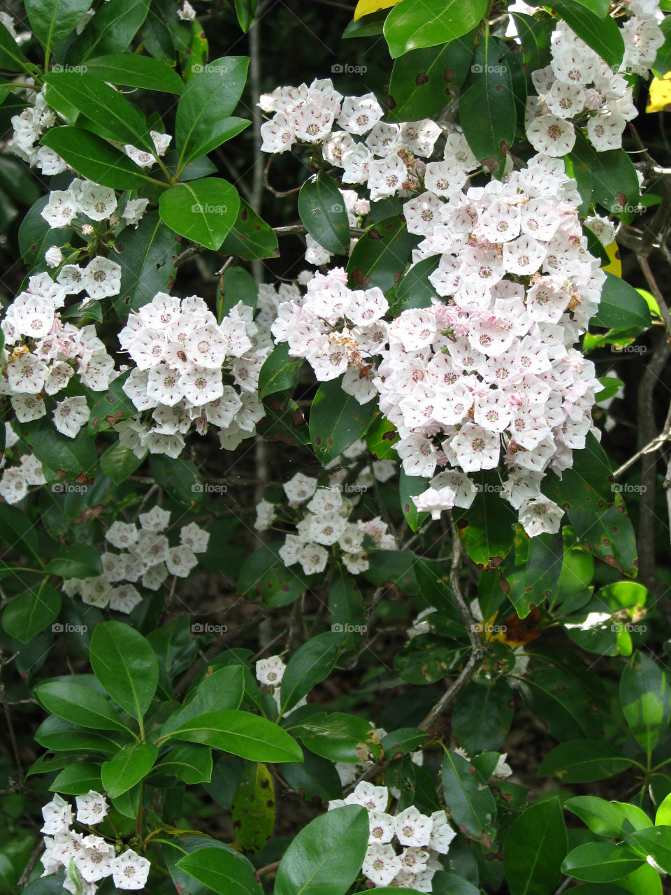 Mountain Laurel - Blue Ridge Parkway