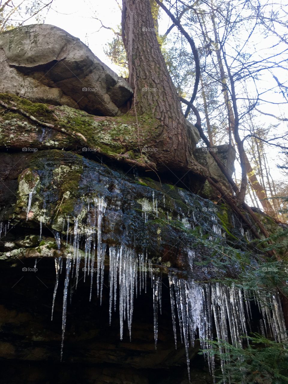 Cliff-hugging tree near Foster Falls