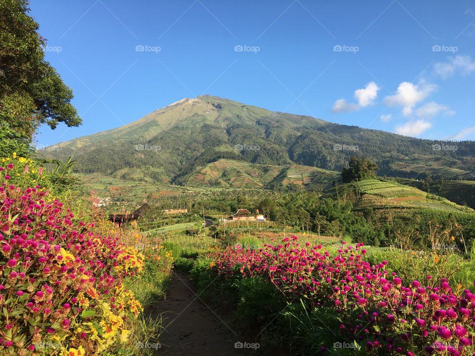 Beautiful mountain scenery and flowers