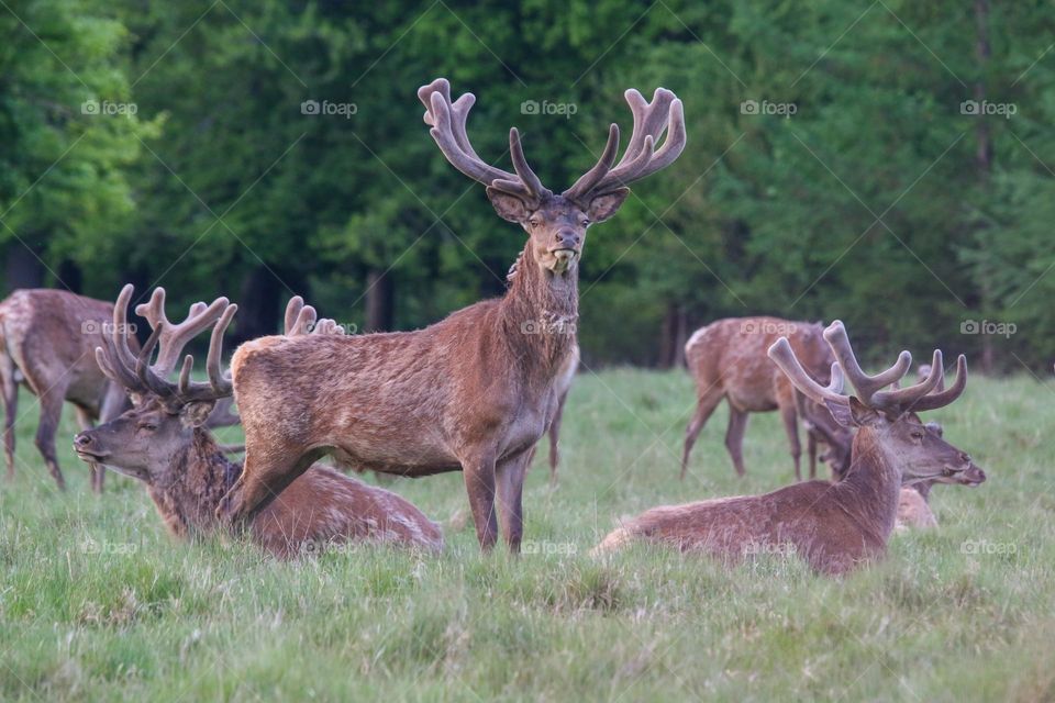 Deer group in a natural reserve