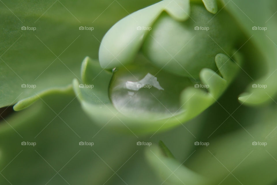 Water droplet nestling on leaf