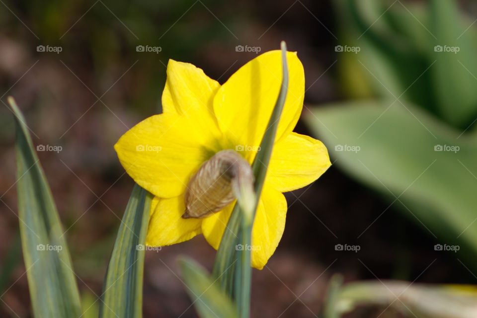 Daffodil 