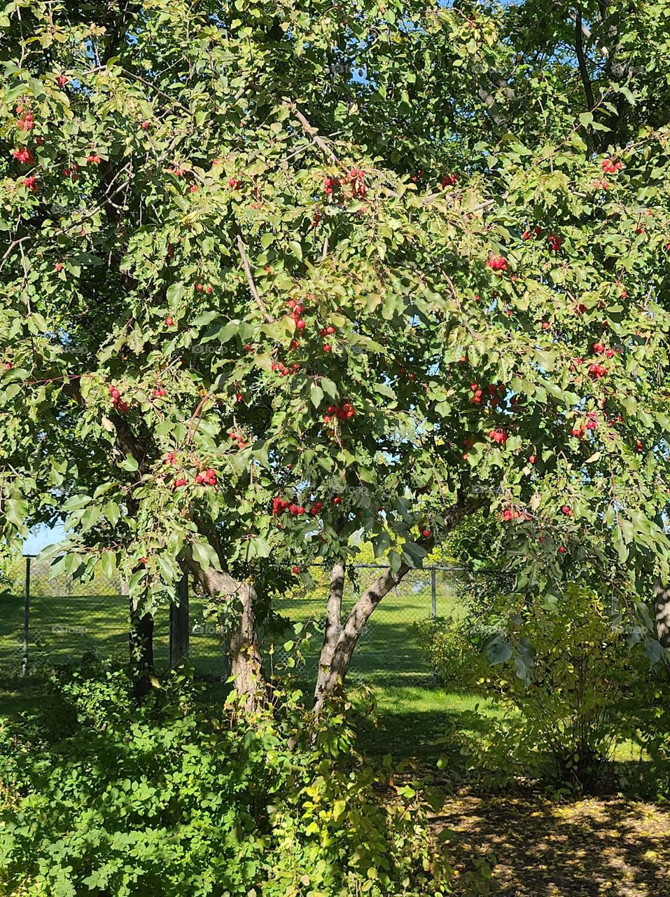 Tree with red berries