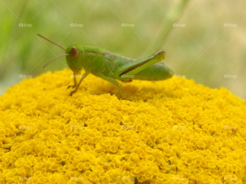 hopper on yellow