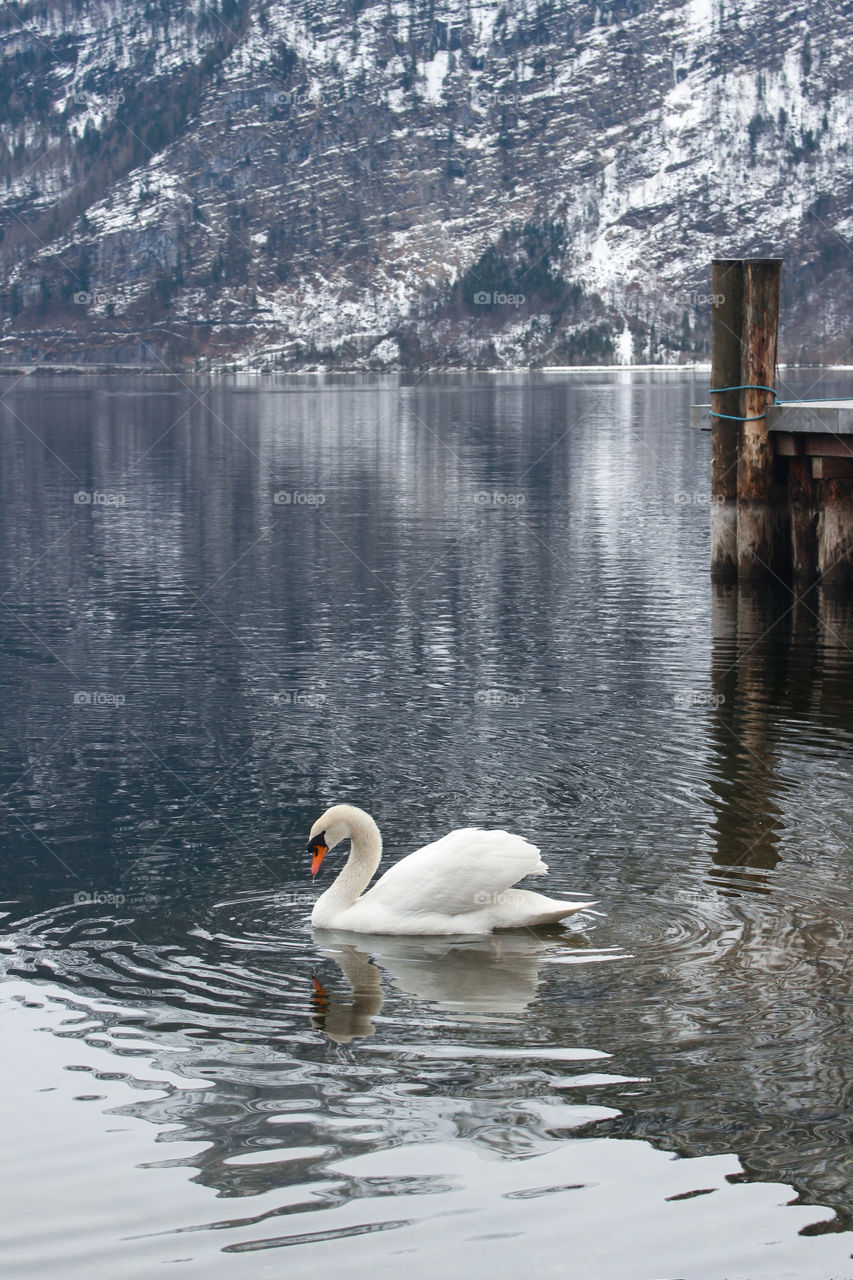 White swan swimming on the lake Hallstater See. UNESCO world culture heritage site, Austria. Snow covered winter mountains reflected in water.
Nature background. Vacation and journey concept.