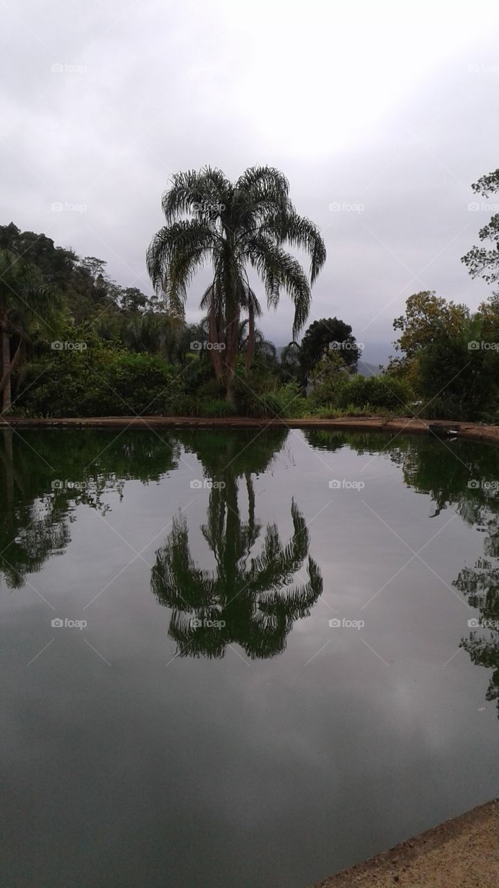 NATURAL CLOUDY TREE WATER