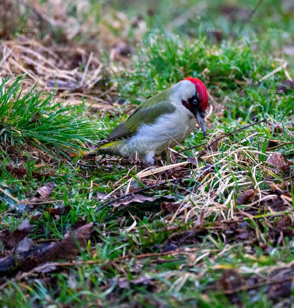 Woodpecker