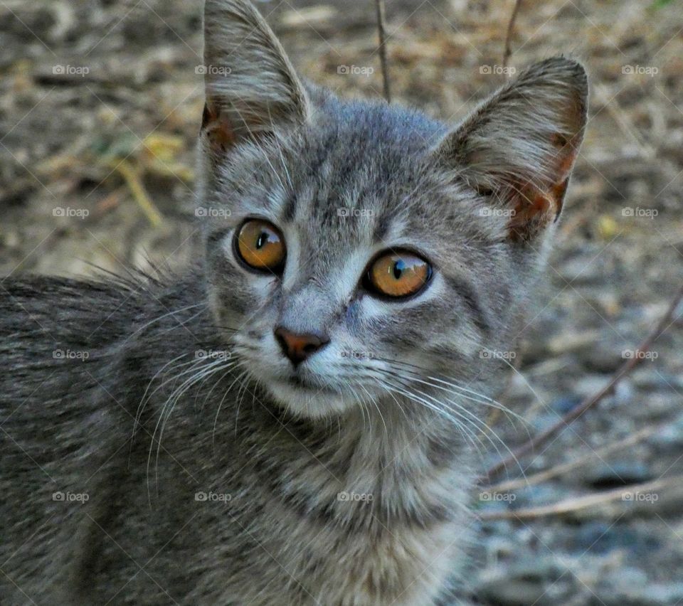 grey kitten