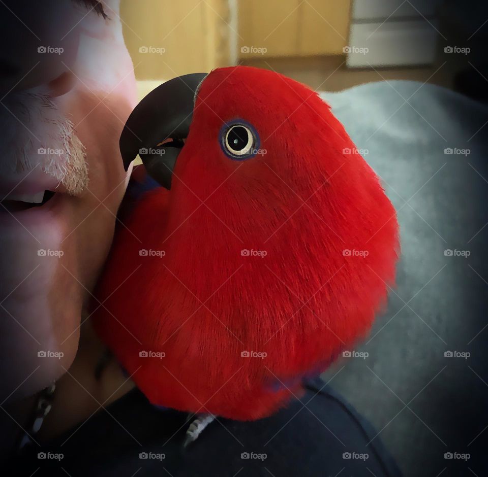 Kiss between a man and his red parrot.