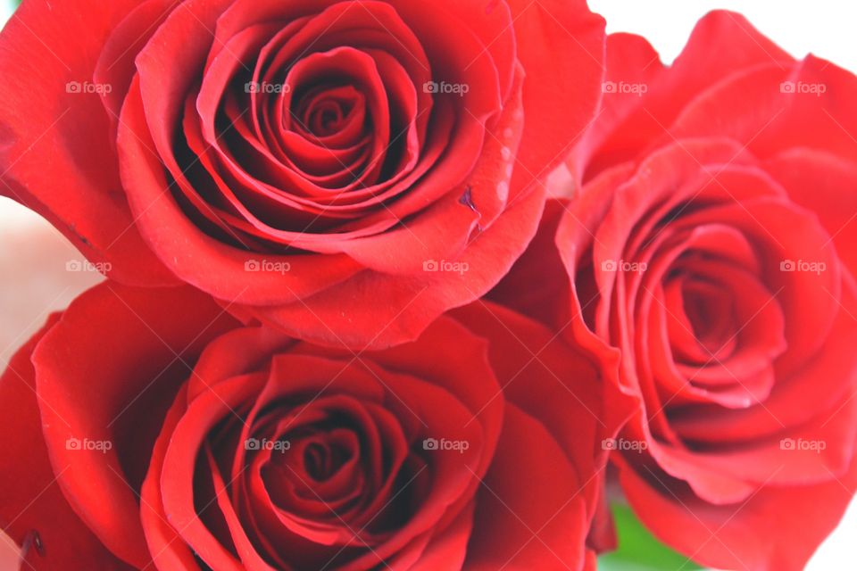 Extreme close-up of red flowers