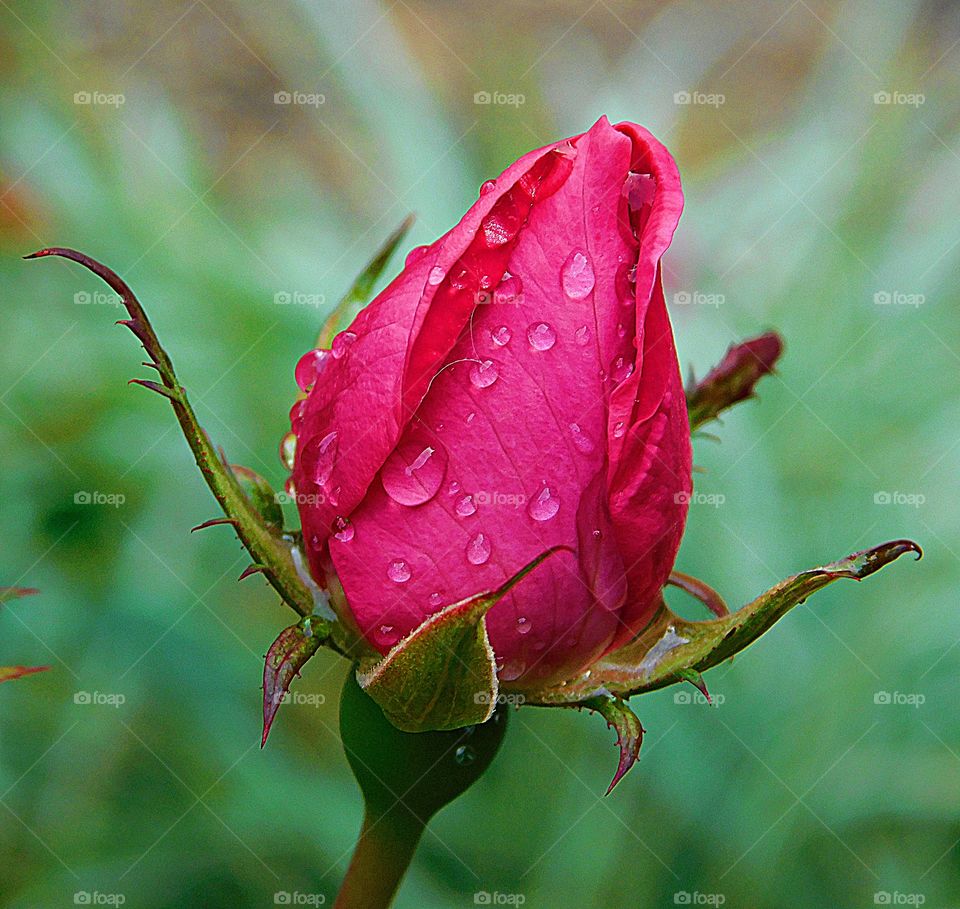 World in macro - A beautiful, tender, red rose released by its casing is adorned with early morning raindrops and stands out amongst the blurred green background. 