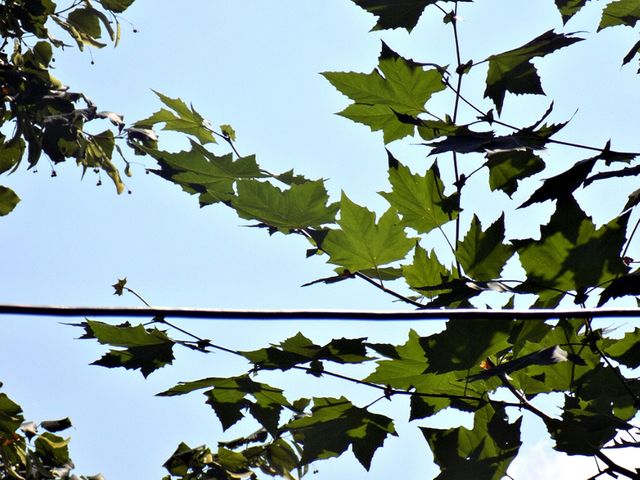 Leaf