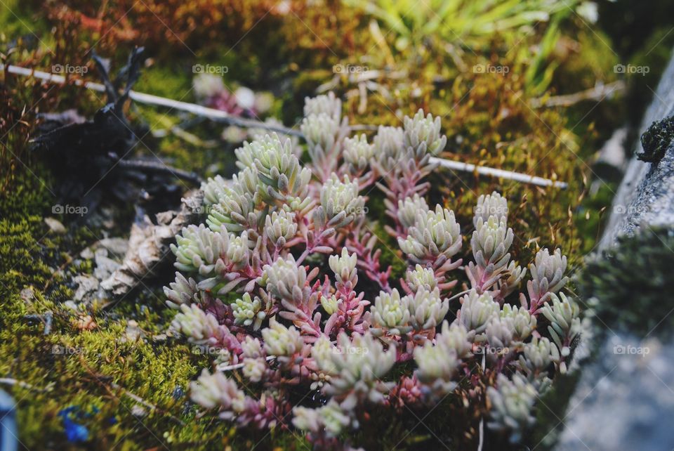 Small flower in nature