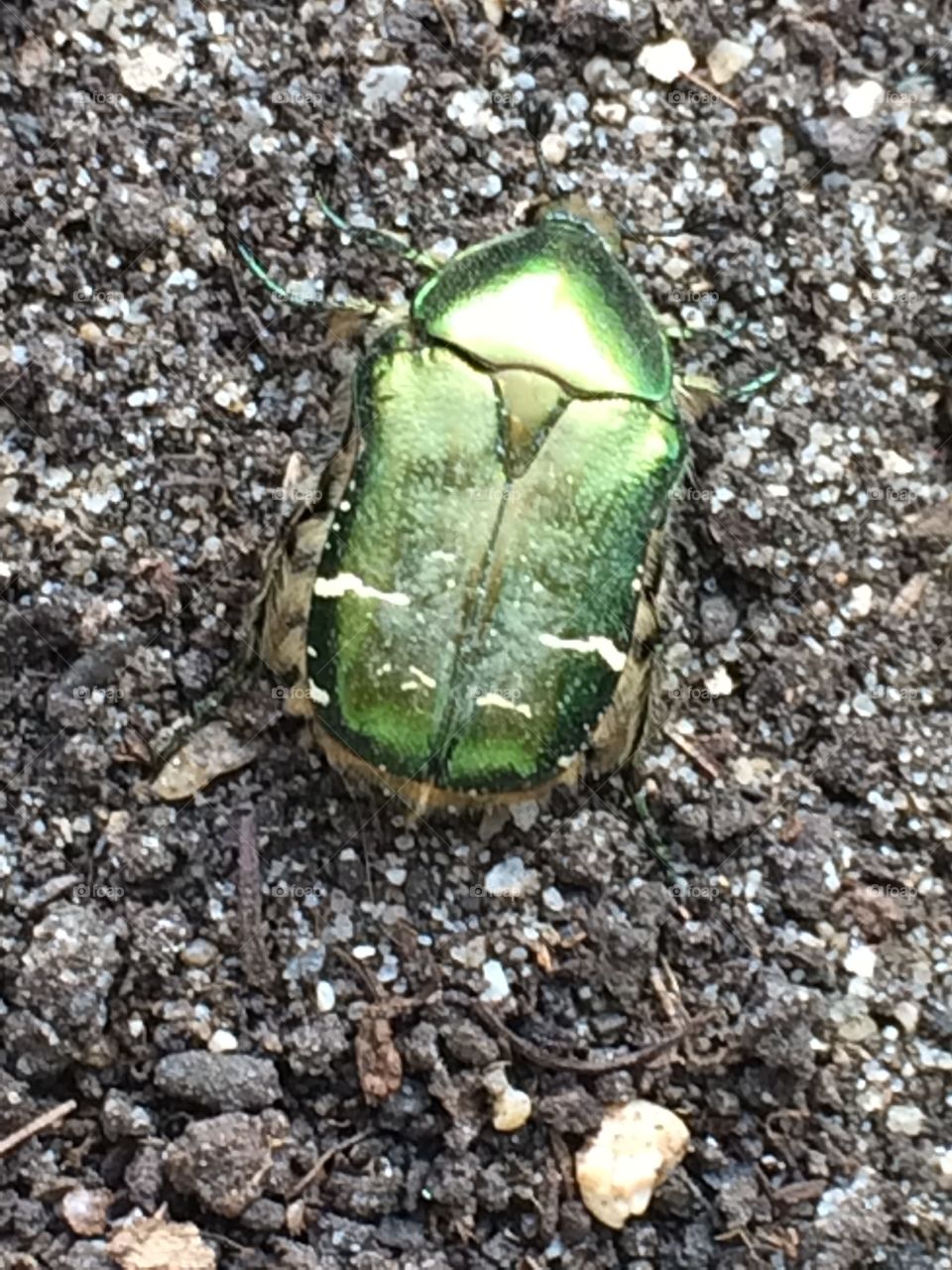 Beetle shining un the sun