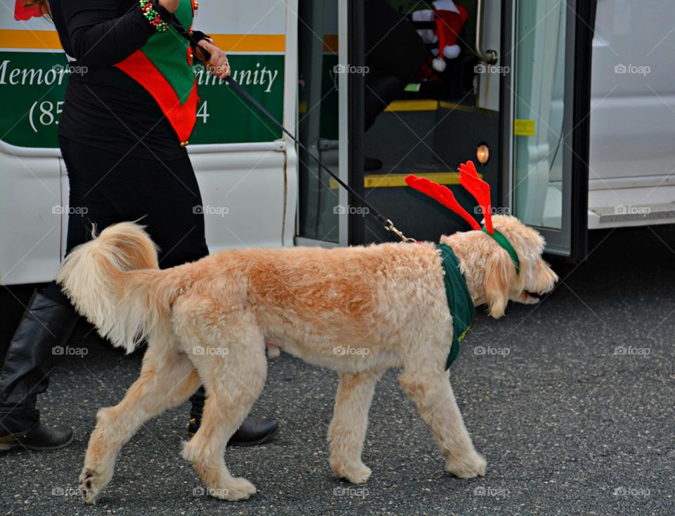 Dog owners enjoy numerous health and social benefits by walking their dog a few times a week. Benefits include improved cardiovascular fitness, lower blood pressure, stronger muscles and bones, built up by walking regularly), and decreased stress.