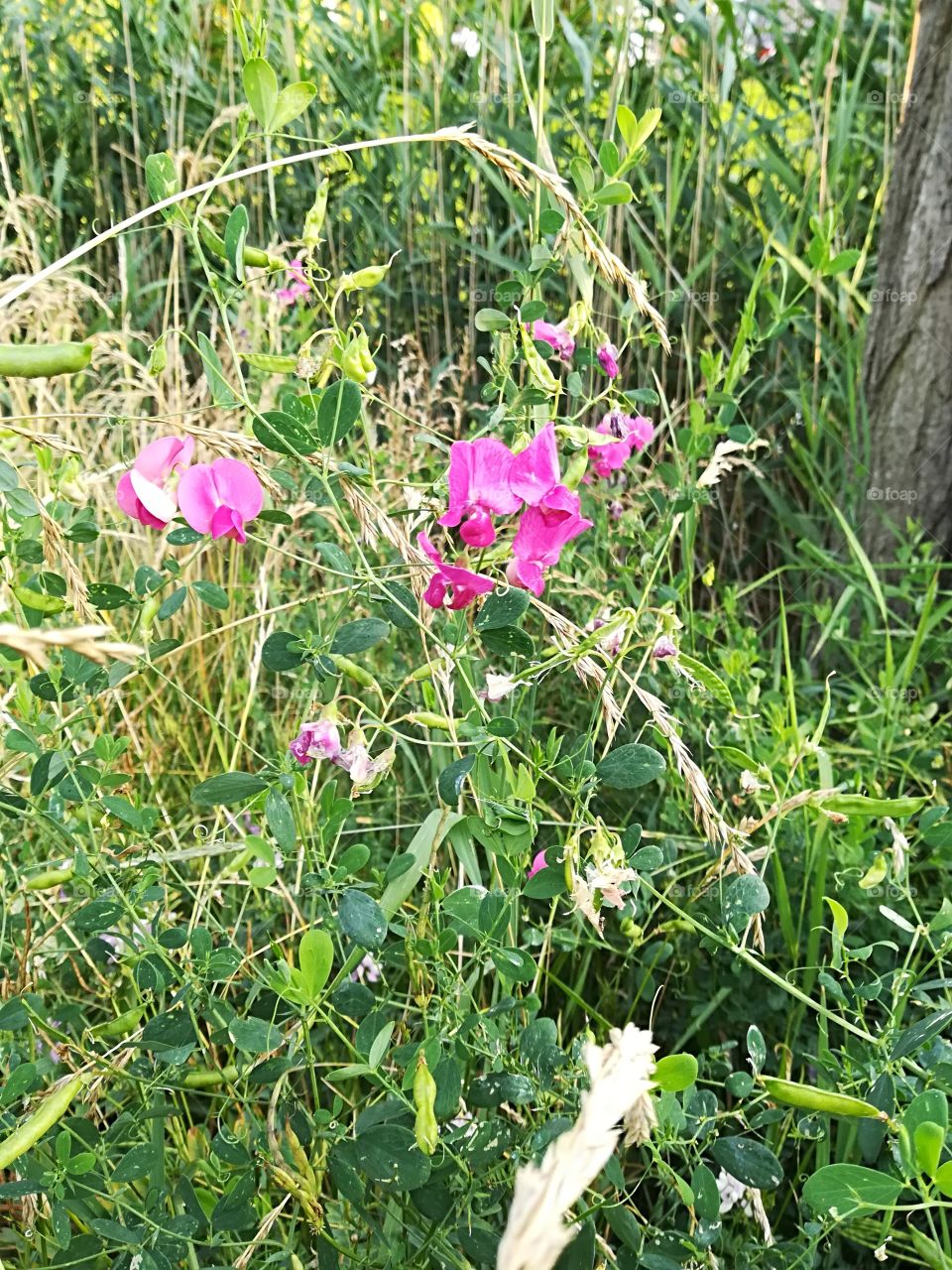 Wild flowers