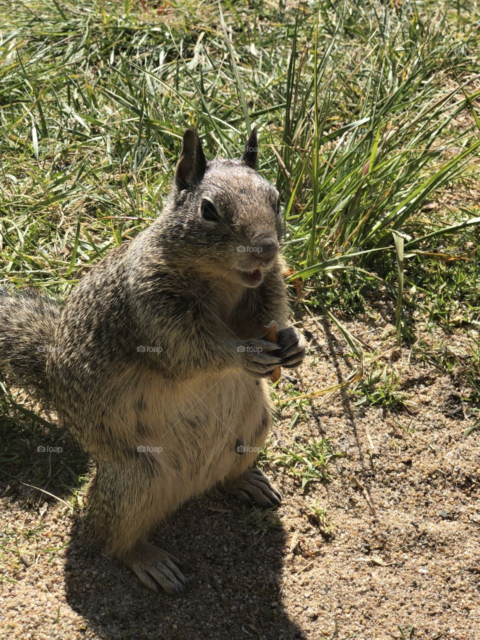 Squirrel eating a pretzel 